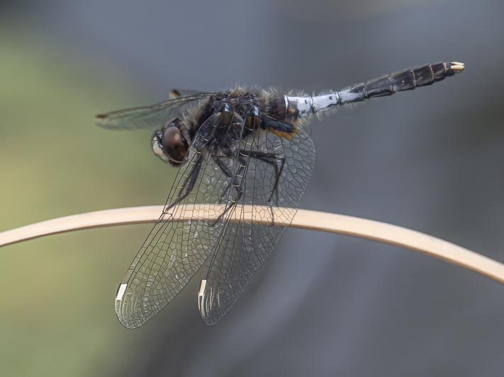 Leucorrhinia caudalis (Lilypad Whiteface) male-6.jpg